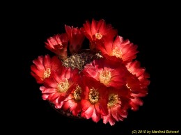 Sulcorebutia tiraquensis v. australis HS15 2100